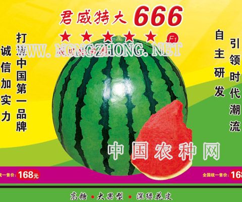 君威特大666